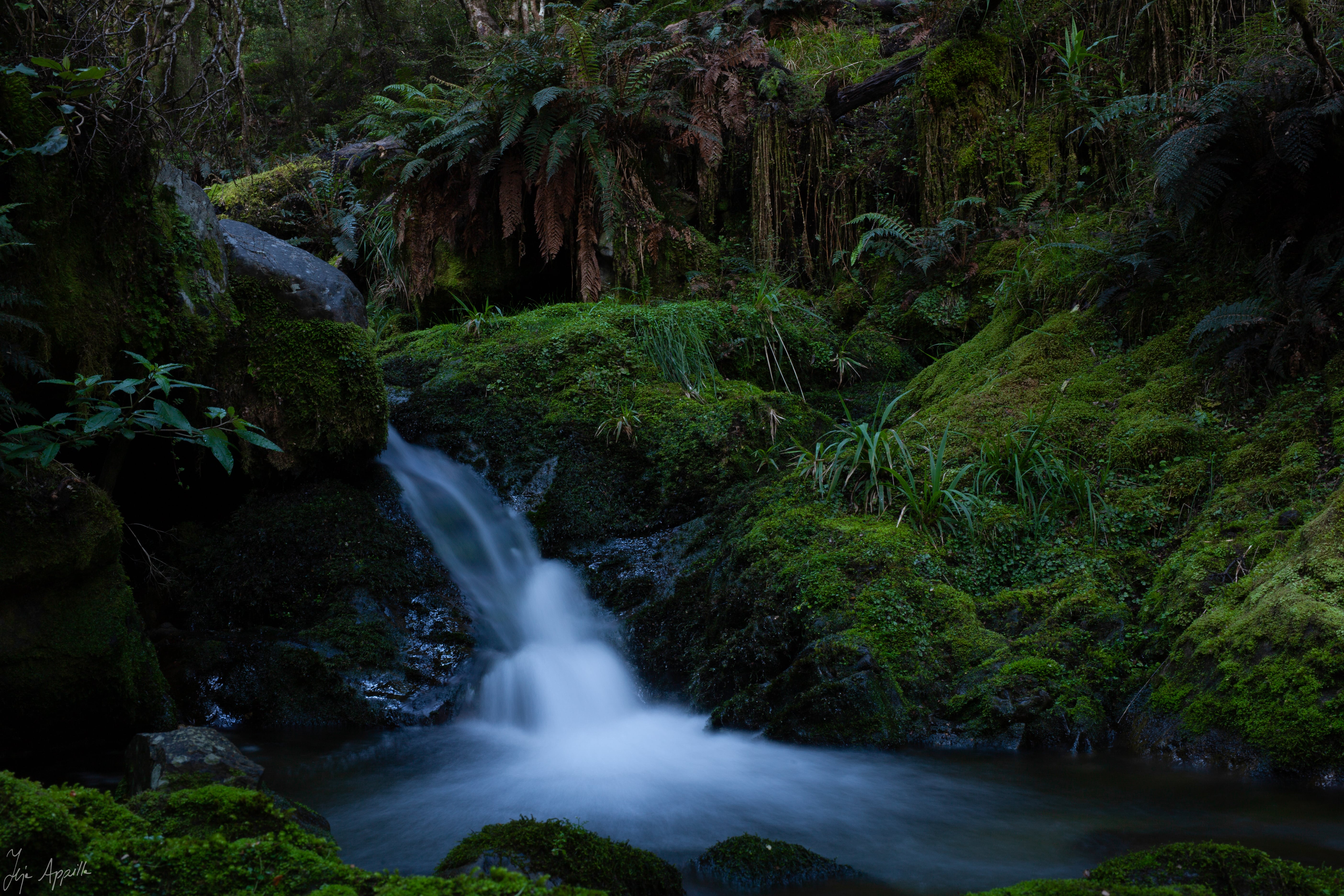 Kaimanawa Forest Park (Teja Appilla)